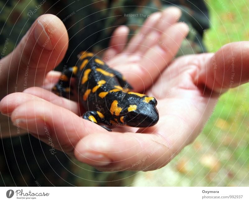 Feuer in den Händen Tier Wildtier Feuersalamander Amphibie 1 beobachten berühren festhalten Blick außergewöhnlich gelb schwarz Vertrauen Tierliebe friedlich