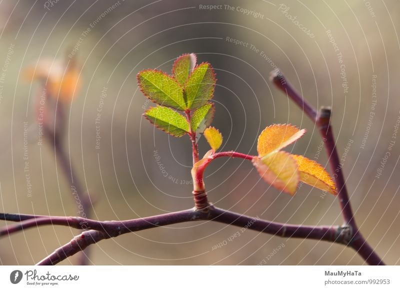 Letzte Tage im warmen Herbst Umwelt Natur Pflanze Baum Blatt Wald braun grün Ast Licht Zweig horizontal Umweltschonung Schönheit in der Natur Wildrosen