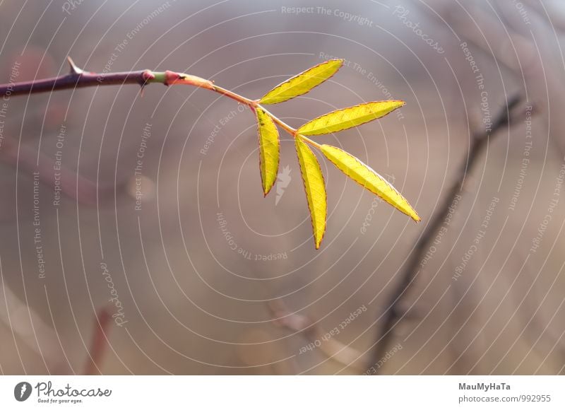 Herbst Umwelt Natur Pflanze Baum Blatt Wald braun grün Ast Licht Zweig horizontal Umweltschonung Schönheit in der Natur Wildrosen erleuchten Einfachheit