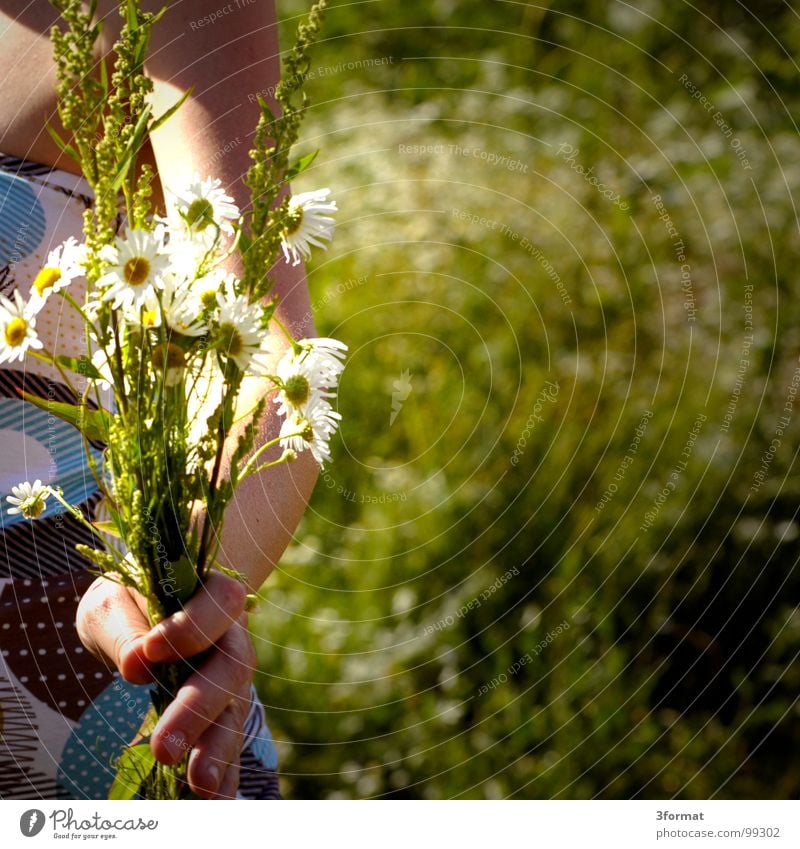 blumenkind Blume mehrfarbig Wiesenblume Frühling Sommer Sommertag Hand Frauenhand Gänseblümchen Physik Blumenstrauß edel Finger Gras Blühend Romantik Hippie