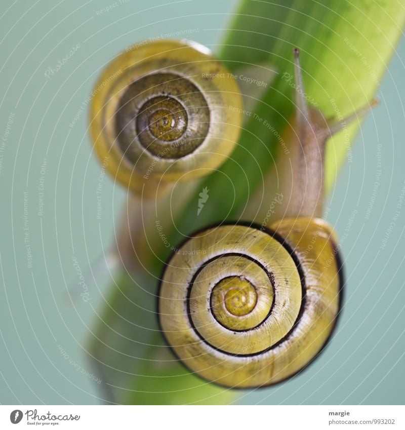 Auf und Ab: zwei Schnecken auf einem Stengel mit neutralem Hintergrund Natur Blatt Tier Wildtier 2 krabbeln ästhetisch grün Enttäuschung Hemmung ignorant