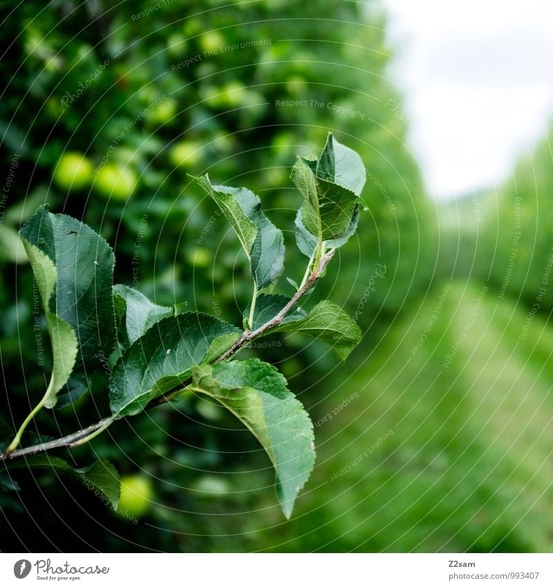 Südtiroler Äpfel Umwelt Natur Landschaft Sommer Schönes Wetter Baum Sträucher Apfelbaum Apfelplantage Plantage Blatt Aussaat Wiese Blühend frisch Gesundheit