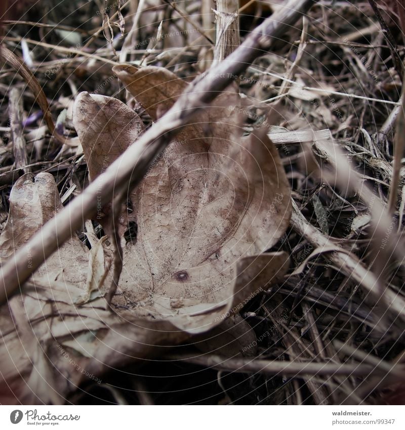 früher Herbst Blatt trocken Wiese Gras Unschärfe vergessen Vergänglichkeit getrocknet