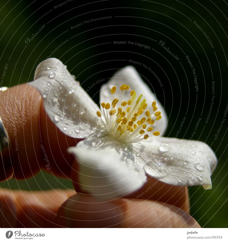 nur für dich! Blume Blüte Pflanze Sträucher Hand Finger gepflückt rein weiß gelb Blütenblatt Wassertropfen hell Frühling Sommer Herbst Stimmung Romantik