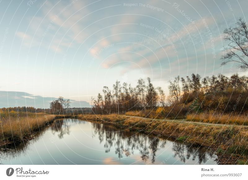 HochSitz Natur Landschaft Pflanze Herbst Schönes Wetter Moor Sumpf Teich Lebensfreude ruhig Himmelmoor Farbfoto Außenaufnahme Menschenleer