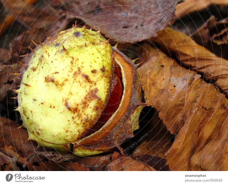 aufgebrochen Natur Pflanze Erde Herbst Wildpflanze Kastanie Wald frisch schön stachelig braun grün 2014 September Farbfoto Gedeckte Farben Außenaufnahme