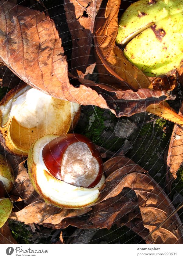 Kastanie im Herbst Natur Pflanze Blatt Wald rund Sauberkeit schön Wärme braun grün Stimmung 2014 September Farbfoto Außenaufnahme Licht Schatten Kontrast