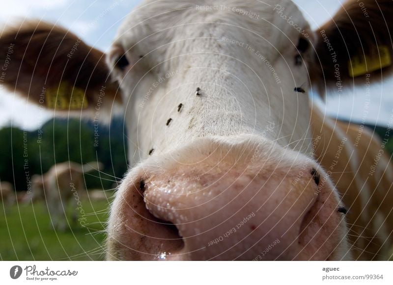 da schau her! Kuh Rind frontal Vorderansicht Tier Fell Kuhfell Wimpern Nasenloch Schnauze Nüstern rosa feucht weiß braun Wiese Bayern Kuhherde Milchkuh Neugier