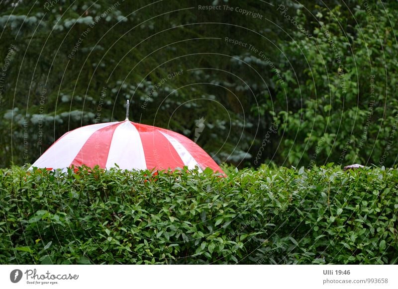 Schietwetter...................(Nr. 75) Sommer Garten 1 Mensch Natur Wassertropfen schlechtes Wetter Regen Hecke Stadtrand Menschenleer Gartenzaun Fußgänger