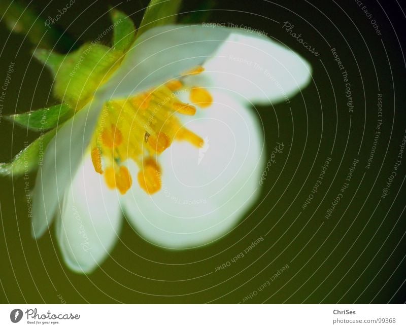 Warten auf berfruchtung Erdbeerblüte grün weiß gelb Staubfäden bestäuben Pflanze Frühling unreif Nordwalde Makroaufnahme Nahaufnahme Erdbeeren Pollen