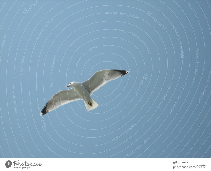 vogelperspektive Möwe Vogel weiß Schweben Strand Meer Küste Himmel blau fliegen Blauer Himmel Schönes Wetter Strandhimmel Flügel Luftverkehr