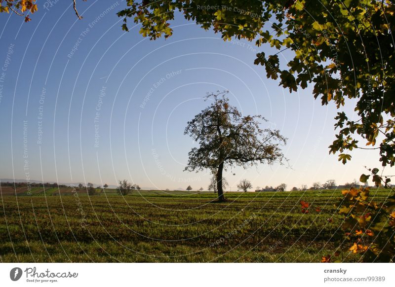 Herbst is all around us Gesundheit Umwelt Natur Landschaft Pflanze Himmel Schönes Wetter Baum Blatt Wiese Feld Gefühle Stimmung Zufriedenheit Geborgenheit