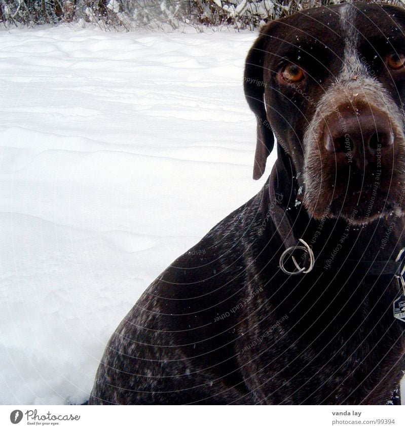 Hypnose Jagdhund Eis Zerreißen Schnee Hund Jäger Winter fixieren Halsband Tier kalt Treue beste Luft Spaziergang auslaufen Säugetier Paul Deutsch Kurzhaar Ast