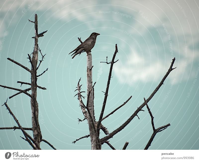 orakel Natur Urelemente Himmel Wolken Winter Eis Frost Baum Moor Sumpf Vogel 1 Tier Zeichen Gefühle Macht Wachsamkeit Weisheit träumen Tod Appetit & Hunger