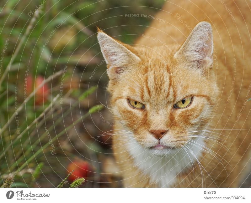 Gnadenlos ... Herbst Fallobst Apfel Garten Wiese Tier Haustier Katze Hauskatze 1 beobachten Jagd stehen Aggression alt bedrohlich dunkel frei gruselig wild