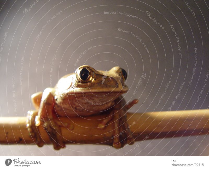 Was guckst du? Wasserfrosch Tier Zoologie springen Kaulquappe grün braun Pflanze Küssen hüpfen Farbe Muster beige Frühling Bach Fragen feucht knotig Teich Sumpf