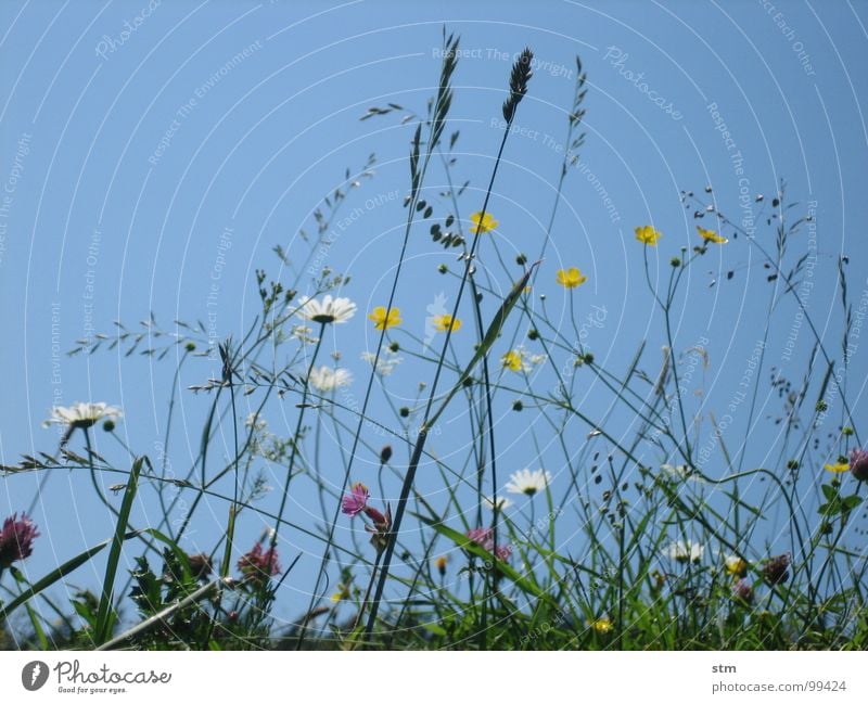 blau 06 wandern Pause Blume Gras Bergwiese Alpenwiese Blüte mehrfarbig Hahnenfuß Klee Himmel Sommer Berge u. Gebirge Alm margeritte Heilpflanzen