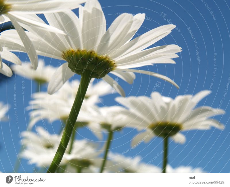 leucanthemum vulgare Margerite weiß grün gelb frisch Blume ästhetisch edel zerbrechlich Pflanze Unendlichkeit Sommer Jahreszeiten Ferien & Urlaub & Reisen Blüte