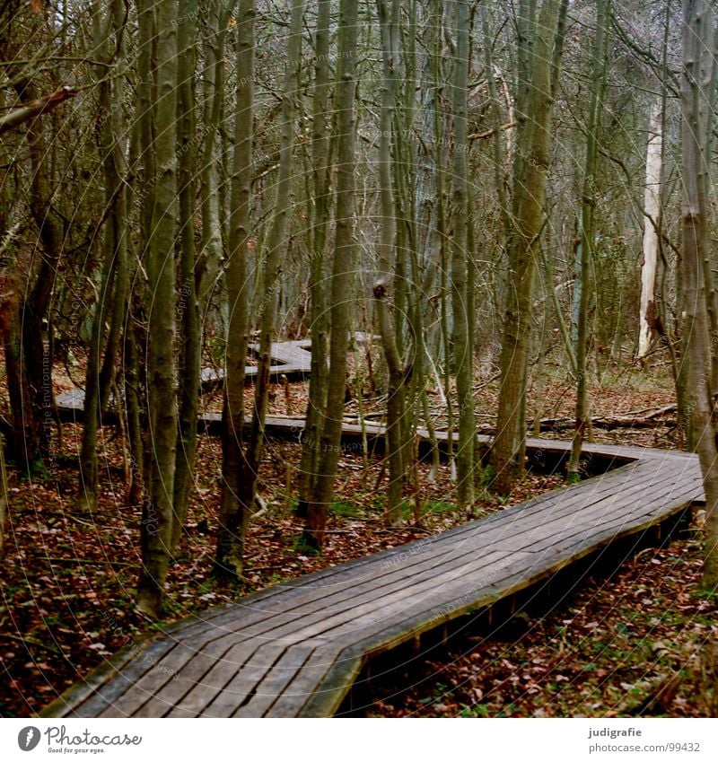 Der Weg Wald Winter Holz Blatt Zickzack Vorschrift Steg Wege & Pfade vorgeschrieben Nationalpark Linie Klarheit