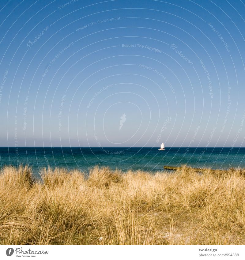 Segelschiff segelt auf Ostsee an Hiddensee vorbei Strand Düne Segeln Dünengras Meer Küste Himmel Außenaufnahme Farbfoto Landschaft Ferien & Urlaub & Reisen