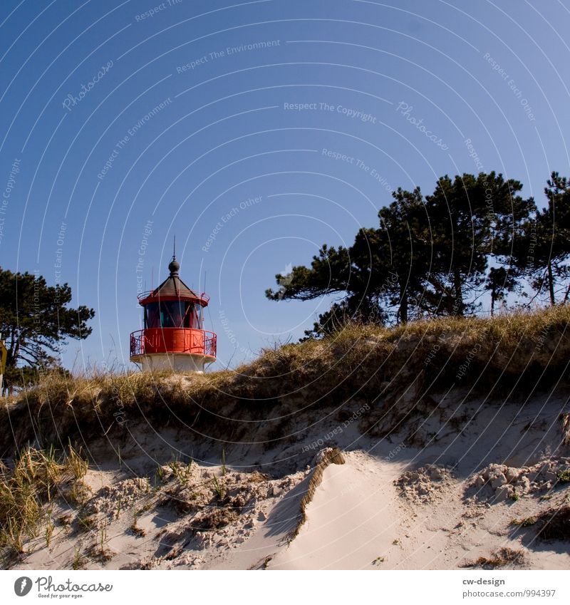 Hinter den Dünen Lifestyle Natur Landschaft Sand Wolkenloser Himmel Sonne Sommer Schönes Wetter Baum Gras Sträucher Küste Seeufer Strand Ostsee Insel beobachten