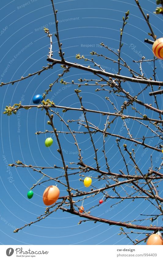 Es ostert sehr Ei Stil Häusliches Leben Garten Feste & Feiern Ostern Himmel nur Himmel Wolkenloser Himmel Schönes Wetter Pflanze Sträucher Zeichen entdecken