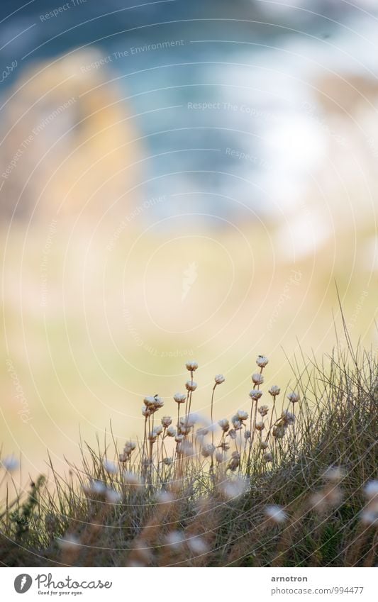 Cliffhanger Wassersport Landschaft Pflanze Sommer Blume Gras Blüte Wellen Küste Meer Schwimmen & Baden beobachten Wärme blau braun grün Gelassenheit ruhig