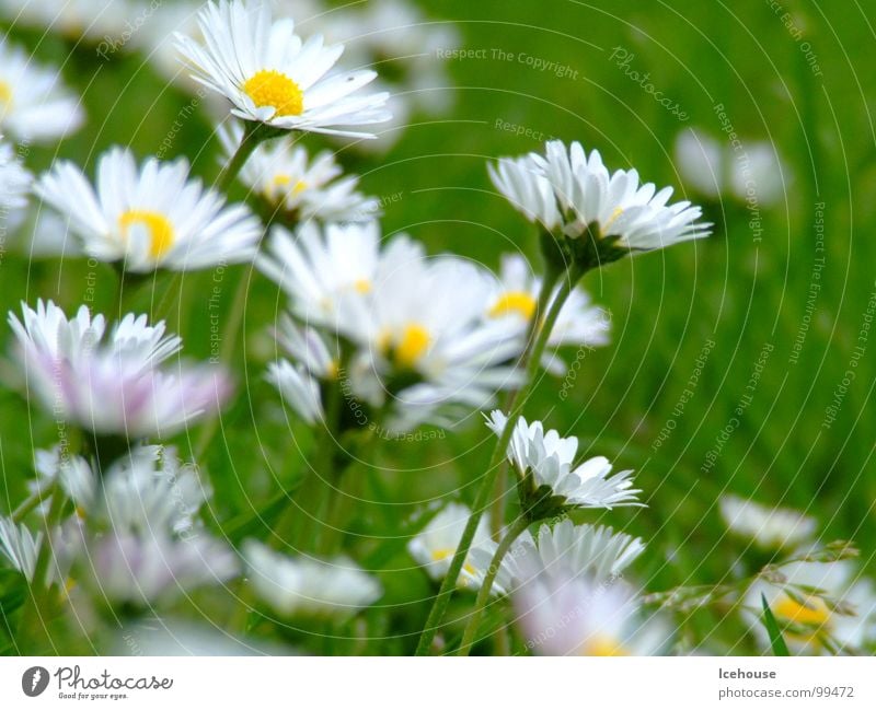 Gänseblümchen ganz groß Blume grün Gras Wiese Sommer Rasen Garten