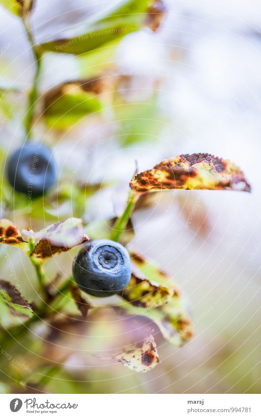 Kein | !Trash! | Sind essbar und sehr gut! Frucht Blaubeeren Ernährung Natur Herbst Pflanze Wildpflanze Beerenfruchtstand Beerensträucher Kugel authentisch