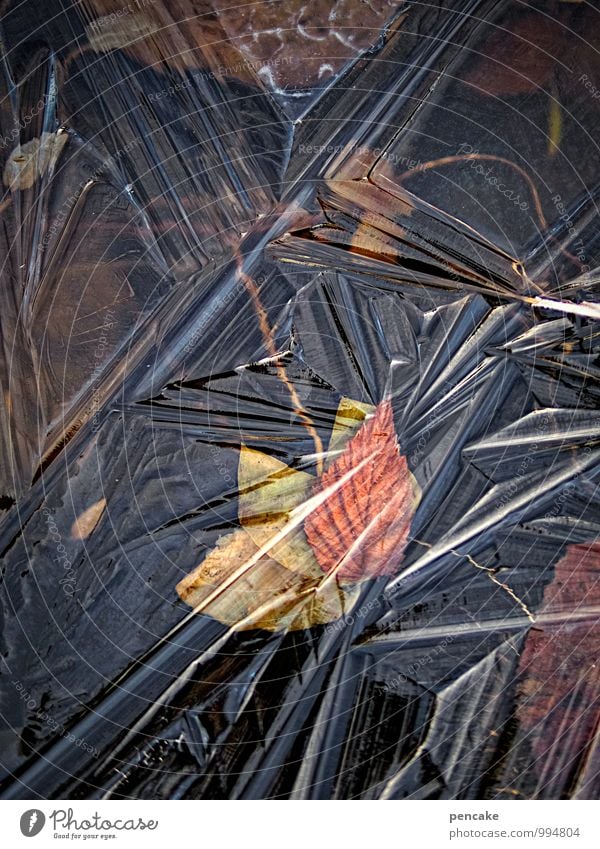 wasserzeichen | eismalerin Kunst Maler Natur Urelemente Wasser Winter Eis Frost Blüte Teich Zeichen ästhetisch dunkel eckig schön einzigartig bizarr Design