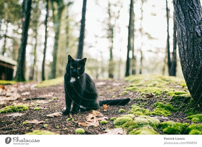 Katniss III Umwelt Natur Landschaft Urelemente Herbst Winter Pflanze Baum Wald Berge u. Gebirge Tier Haustier Katze 1 Erholung Erwartung geheimnisvoll Identität