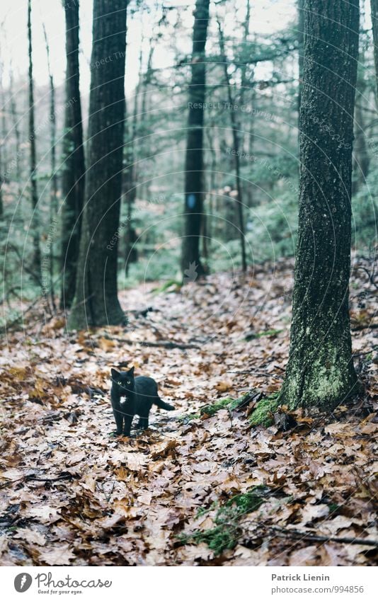 Katniss Umwelt Natur Landschaft Urelemente Herbst Winter Pflanze Baum Wald Berge u. Gebirge Tier Haustier Katze 1 Erholung Erwartung geheimnisvoll Identität