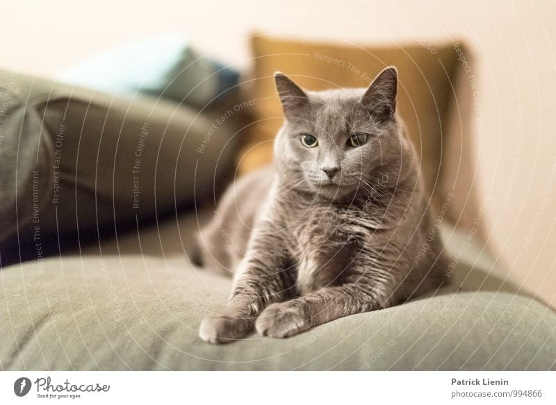 Königin Wellness Leben harmonisch Wohlgefühl Zufriedenheit Sinnesorgane Raum Wohnzimmer Umwelt Tier Haustier Katze Tiergesicht 1 ästhetisch authentisch