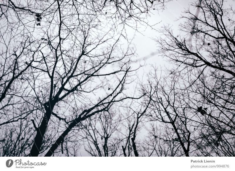 November Blues Wohlgefühl Zufriedenheit Sinnesorgane Erholung ruhig Umwelt Natur Landschaft Urelemente Erde Luft Wolken Winter Klima Wetter schlechtes Wetter