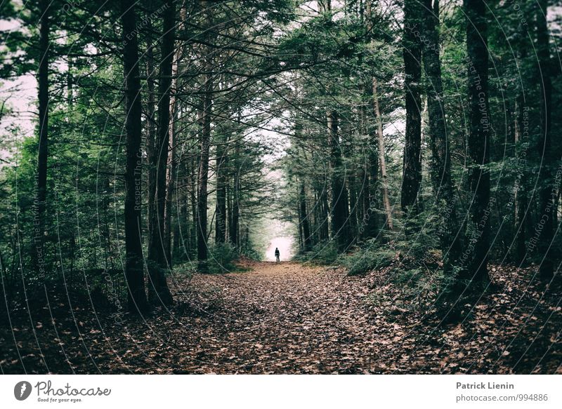 Retreat (6) Lifestyle Gesundheit Wohlgefühl Zufriedenheit Sinnesorgane Erholung ruhig Meditation Umwelt Natur Landschaft Urelemente Erde Pflanze Baum Wald