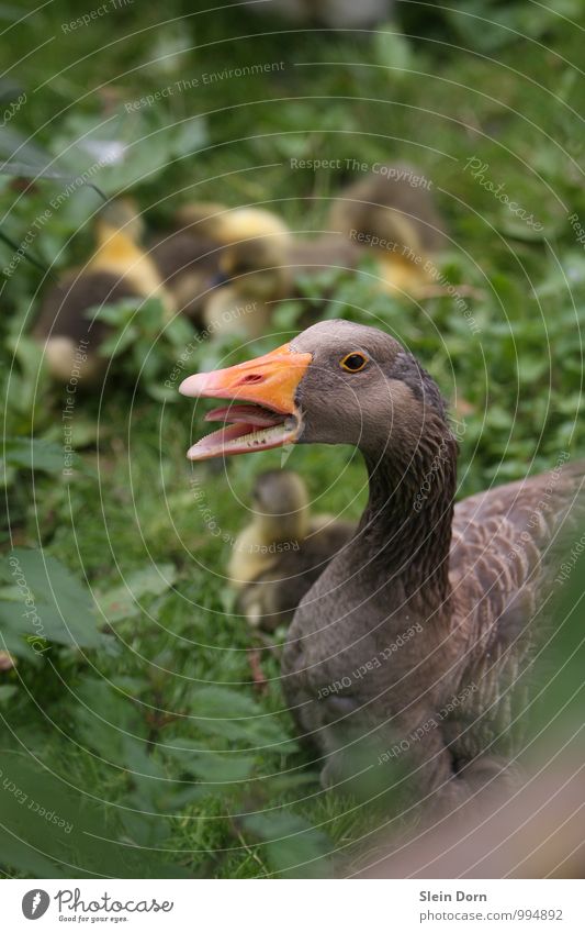 Gans beim Kücken bewachen Tier Haustier Nutztier Vogel Tiergesicht Tiergruppe Tierfamilie beobachten Aggression bedrohlich Gefühle Mut Leidenschaft Schutz