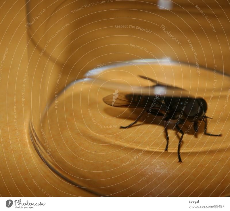 Fliegenfalle Tisch entgegengesetzt schwarz beige durchsichtig hässlich groß Macht klein Rüssel Beine Insekt Futter krabbeln rund Tier Glas Anrichte eingefangen