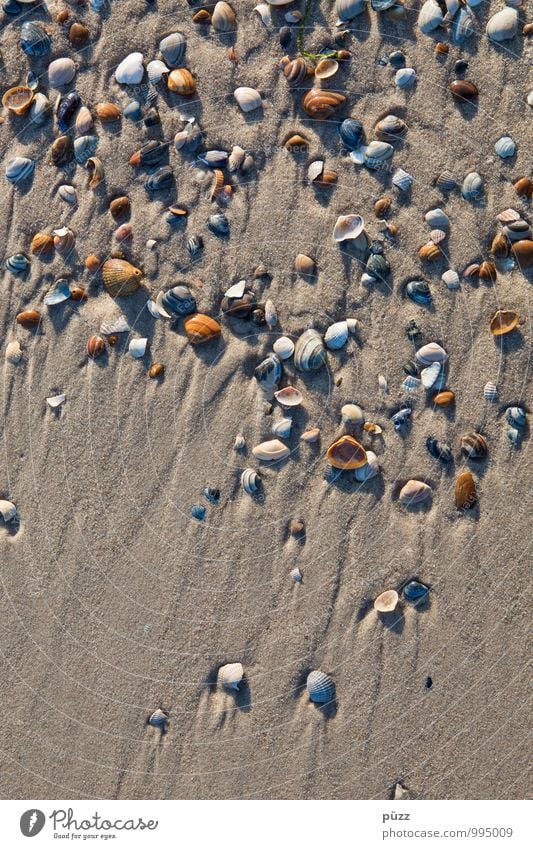 Muscheln Ferien & Urlaub & Reisen Sommer Sommerurlaub Strand Meer Umwelt Natur Landschaft Erde Sand Schönes Wetter Küste Nordsee Tier nass braun grau weiß