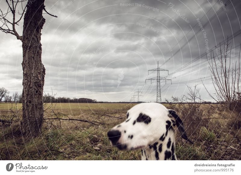 Huch wer guckt denn da? Landschaft Gewitterwolken Herbst Winter Wetter schlechtes Wetter Unwetter Sturm Tier Hund bedrohlich dunkel Stimmung Endzeitstimmung