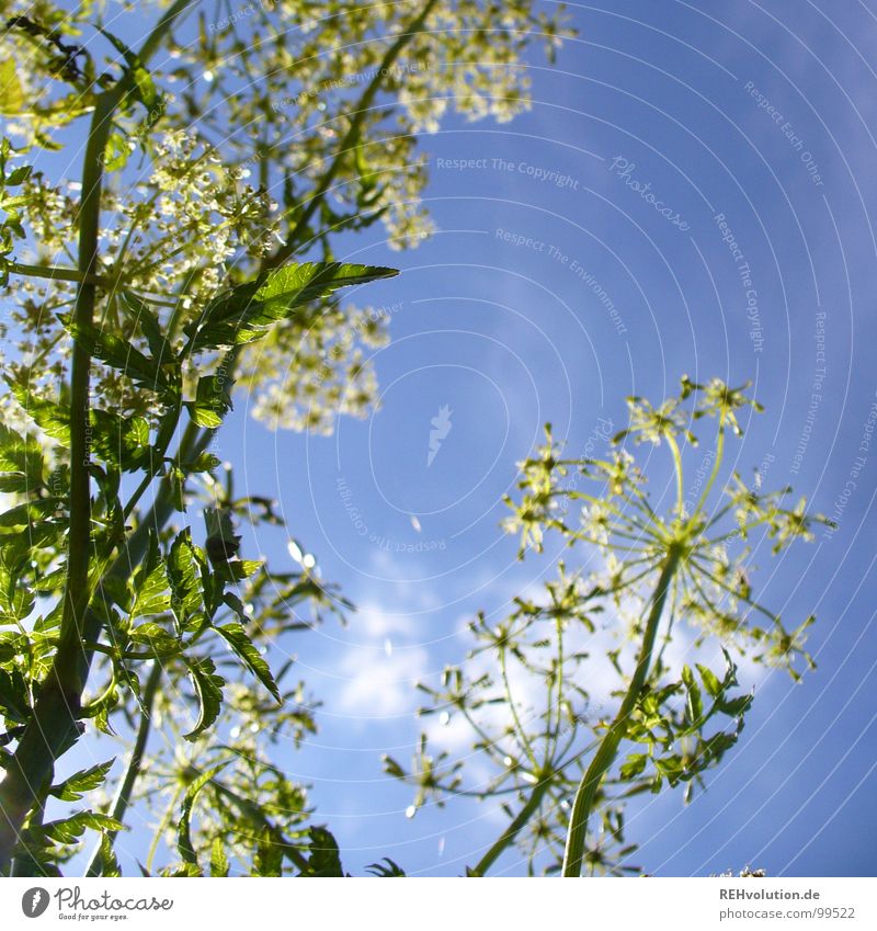 im Himmel wirds schön sein... Pflanze Blume Wachstum Blüte Wolken aufstrebend gedeihen strahlend Sommertag grün weiß frisch Licht Beleuchtung Wiese Luft Kraft