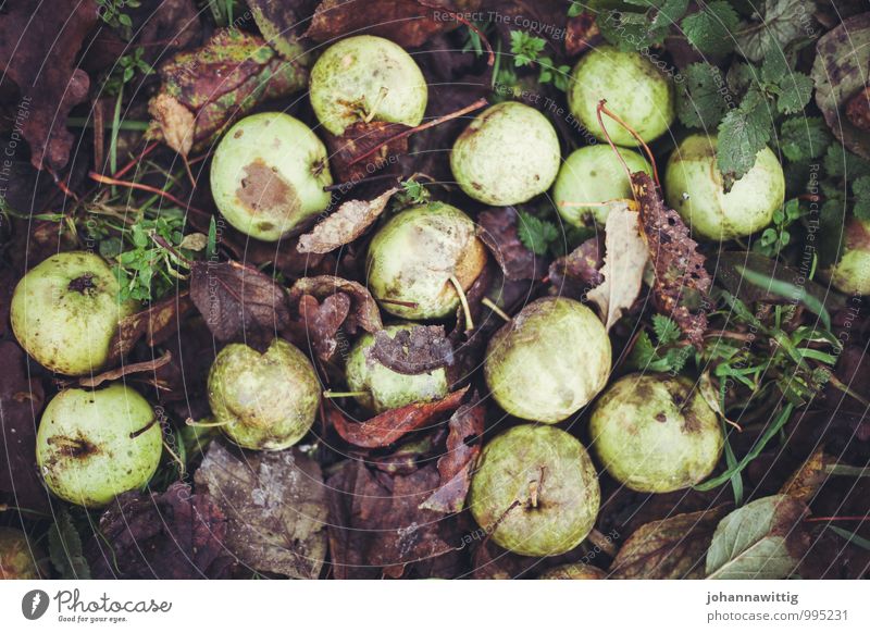 maybe tomorrow. Natur Erde Herbst Pflanze Blatt Park Wiese ästhetisch dreckig Ekel Gesundheit hell sauer unten braun grün Vergänglichkeit verlieren Apfel