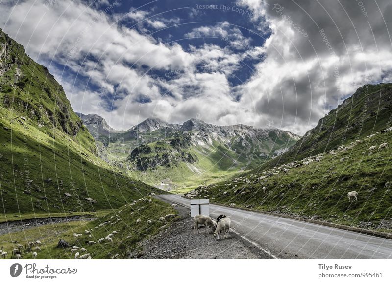 Kühe auf der Straße schön Ferien & Urlaub & Reisen Winter Berge u. Gebirge Umwelt Natur Landschaft Himmel Wolken Hügel natürlich grün weiß Farbe