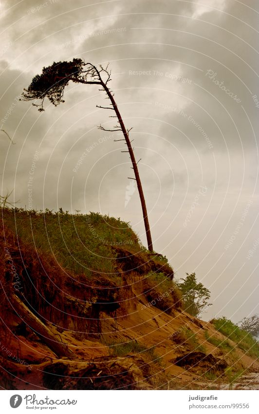 Windflüchter Sträucher Gras Fischland-Darß-Zingst Weststrand Leidenschaft Wald Waldrand schön Baumstamm grün Wiese Sturm grau trist Strand Wolken