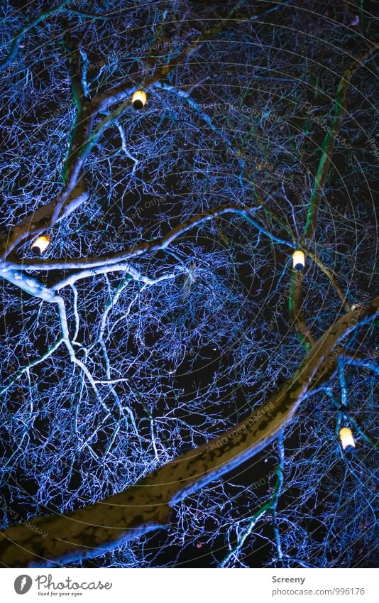 Lampions Baum leuchten blau schwarz weiß Stimmung Beleuchtung Weihnachten & Advent Weihnachtsmarkt strahlend Ast spukhaft Farbfoto Außenaufnahme Menschenleer