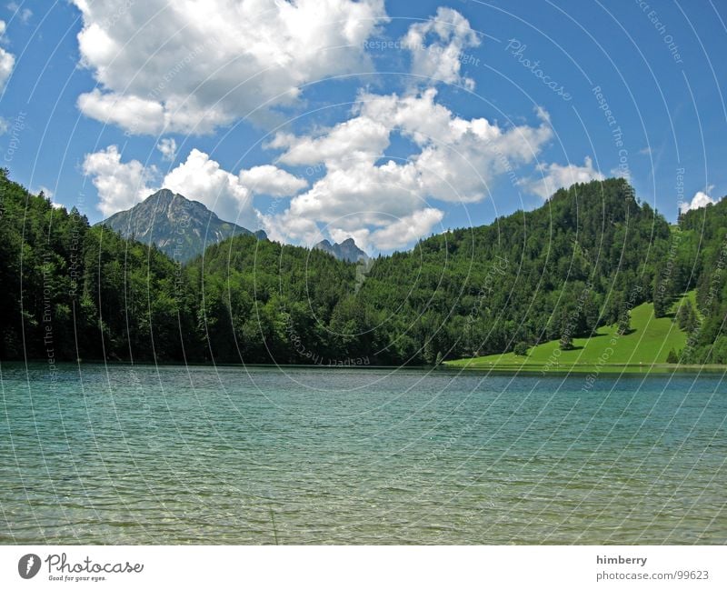 riviera royal XIV Gras Sommer Naturgesetz Wiese grün Umwelt Wolken Wildnis Himmel Grünfläche Österreich Wald Hügel Berge u. Gebirge Landschaft Pflanze Firmament