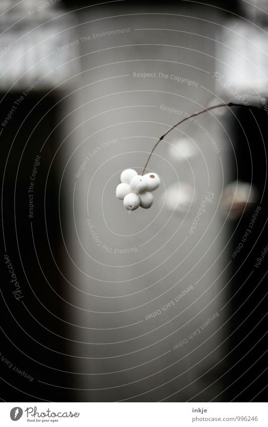 Vogelfutter Natur Pflanze Winter Sträucher Beeren Beerenfruchtstand Beerensträucher Gemeiner Schneeball schneebeere knallerbsen hängen dick dünn lang rund