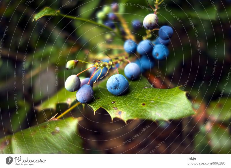 Vogelfutter Natur Pflanze Blatt Beerenfruchtstand Beerensträucher Garten rund saftig blau grün nachhaltig Farbfoto mehrfarbig Außenaufnahme Nahaufnahme