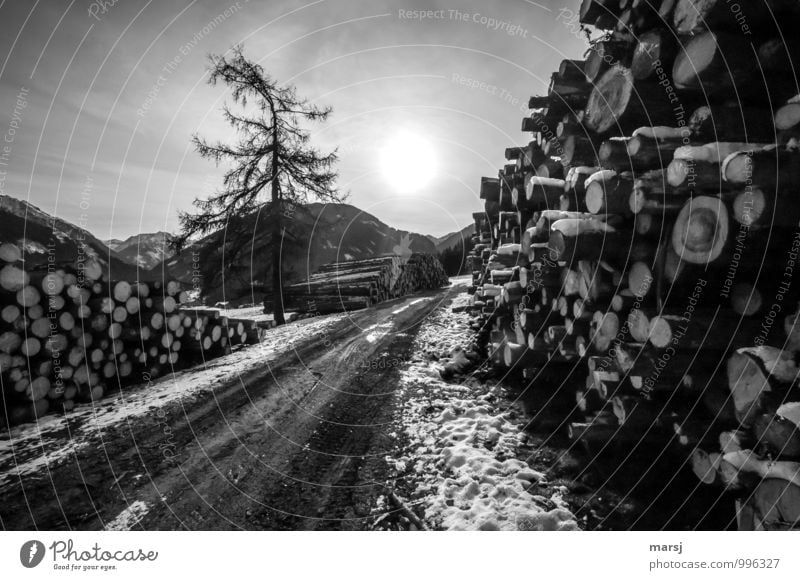 Genügend Holz Natur Himmel Wolken Herbst Winter Eis Frost Baum Lärche Feld bedrohlich dunkel authentisch kalt Schutz Traurigkeit Sorge Trauer Einsamkeit