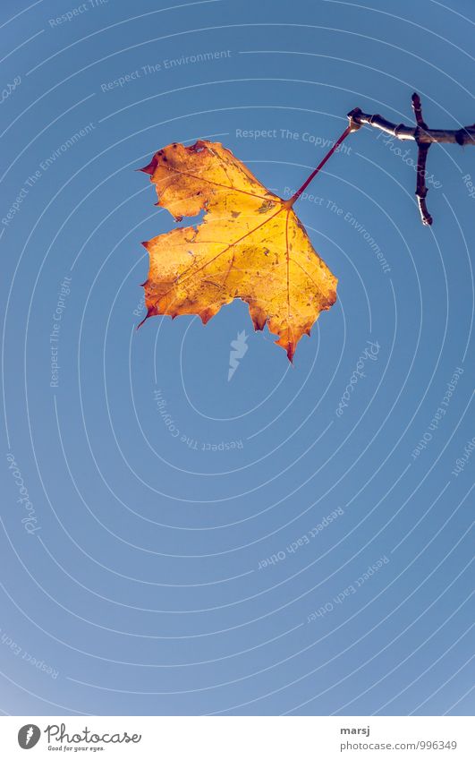 Bald leuchten sie wieder! Natur Herbst Schönes Wetter Blatt Ahornblatt Erfolg mehrfarbig gelb gold Herbstfärbung Erholung letzte Farbfoto Außenaufnahme