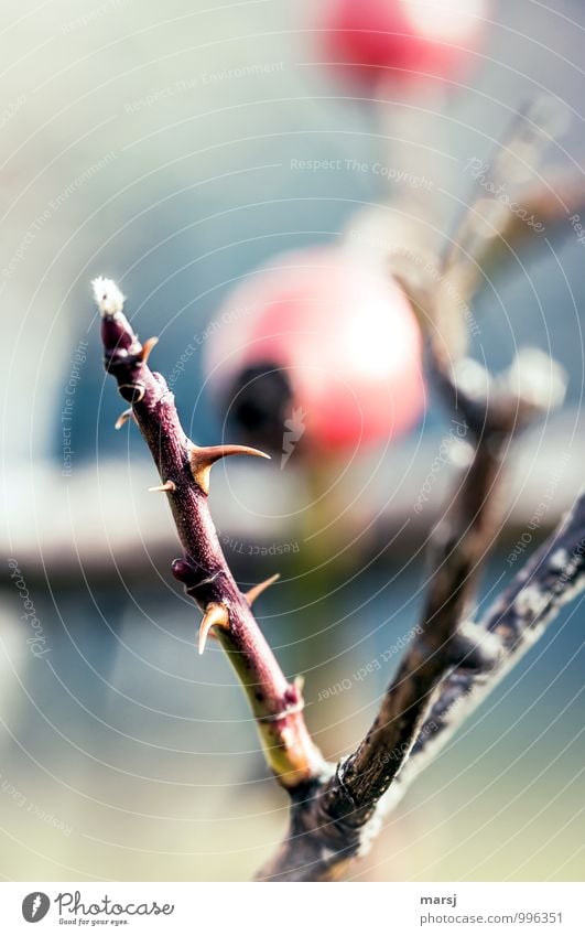 Gut beschützt Natur Herbst Pflanze Wildpflanze Hagebutten Dornenbusch Ast Aggression bedrohlich dünn authentisch einfach klein natürlich Spitze stachelig rot